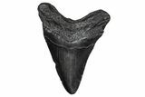 Fossil Megalodon Tooth - South Carolina #341428-1